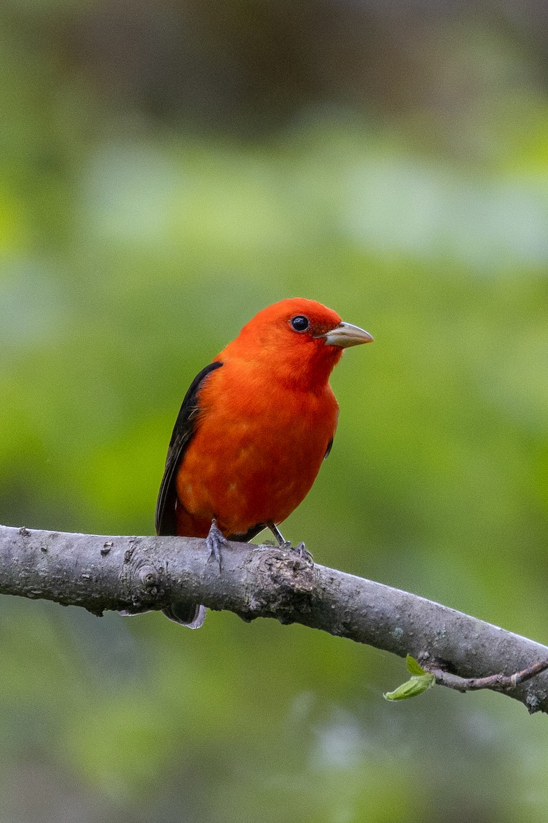 Scarlet Tanager - ML618937007