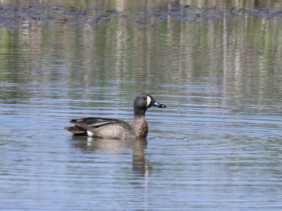 Blue-winged Teal - ML618937024