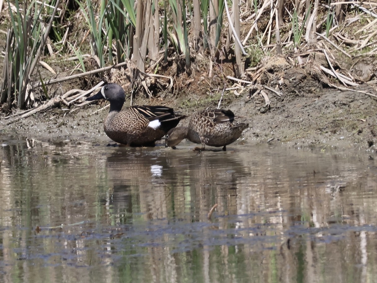Blue-winged Teal - ML618937025