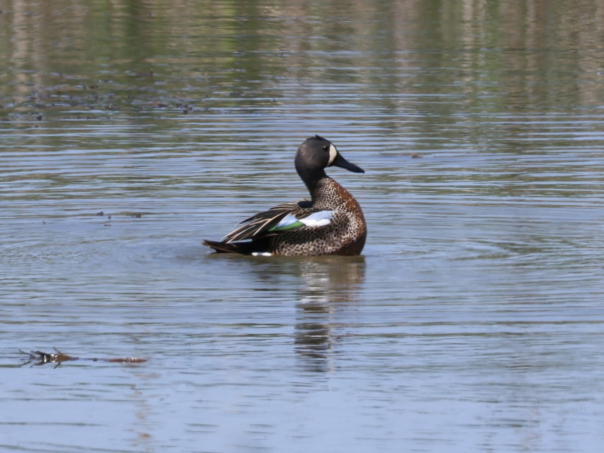 Blue-winged Teal - ML618937026