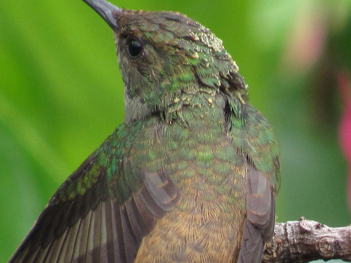 Rufous-tailed Hummingbird - ML618937033