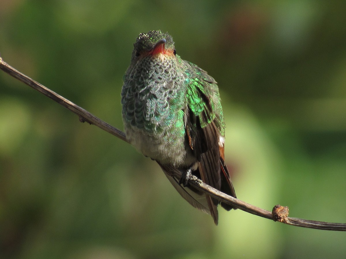Rufous-tailed Hummingbird - ML618937034