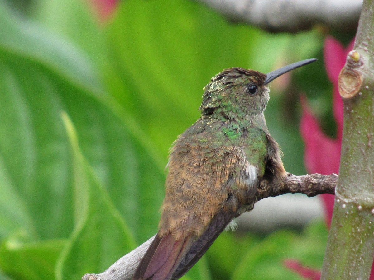 Rufous-tailed Hummingbird - Roberto Segundo Ospino Torres