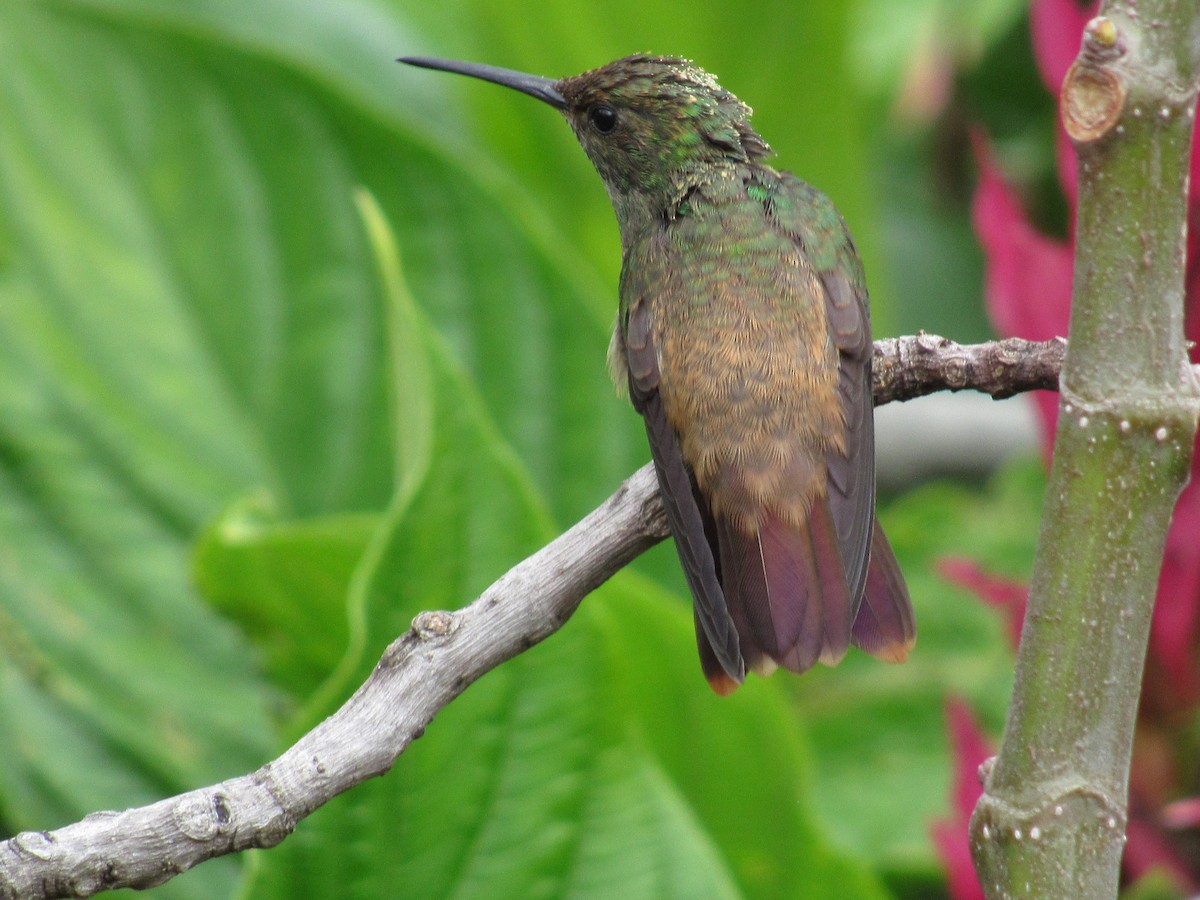 Rufous-tailed Hummingbird - ML618937036