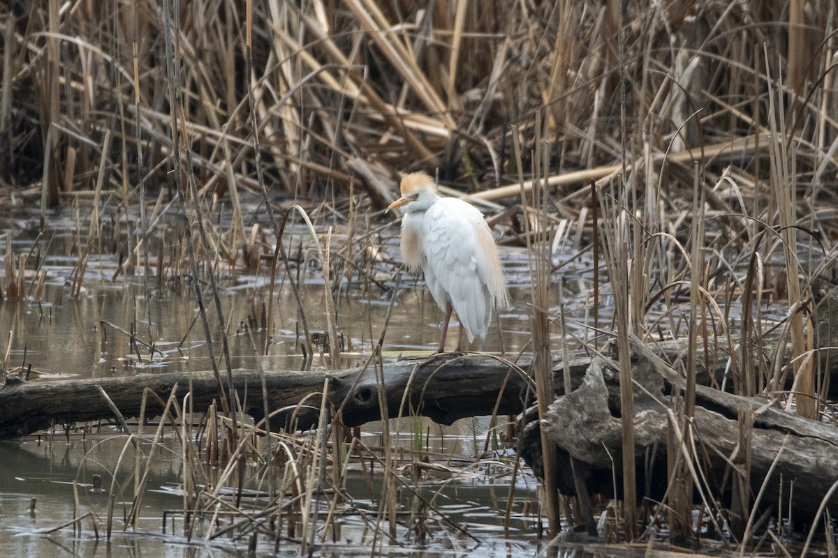 Western Cattle Egret - Peter Sproule