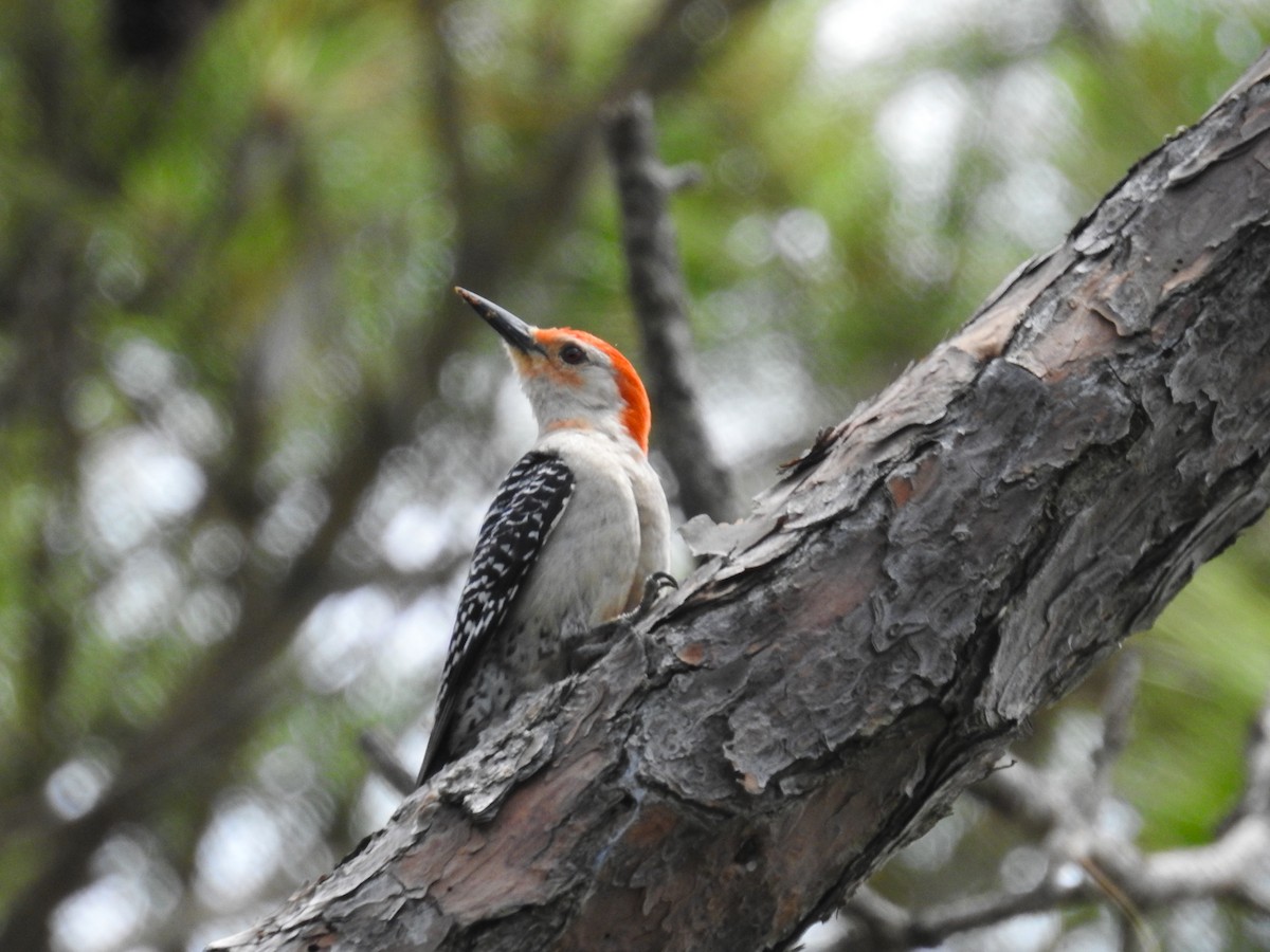 Red-bellied Woodpecker - Caden Williams