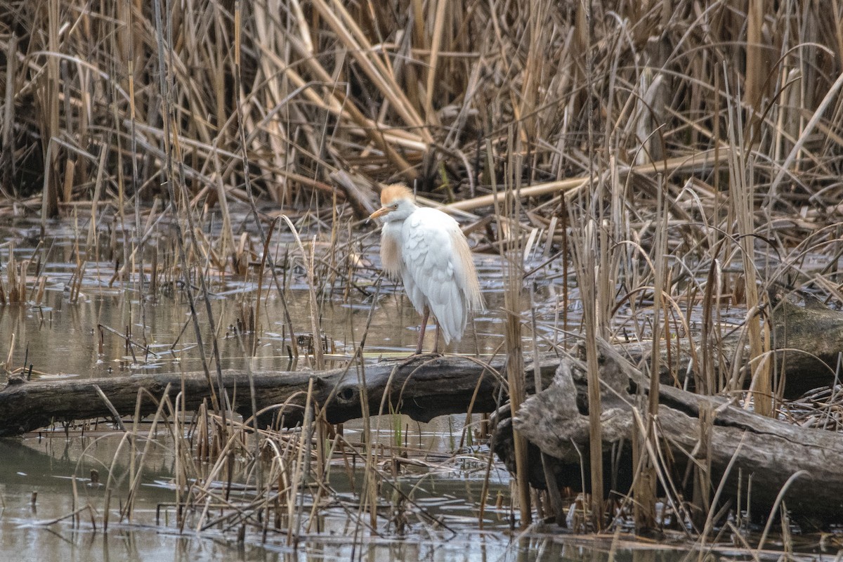 Western Cattle Egret - Peter Sproule