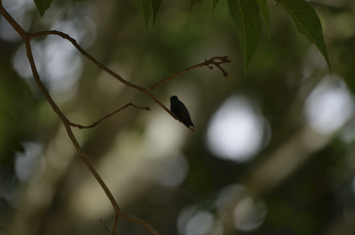 Green-bellied Hummingbird - ML618937098