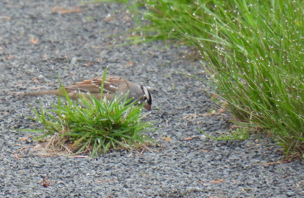 White-crowned Sparrow - Jennifer Percival