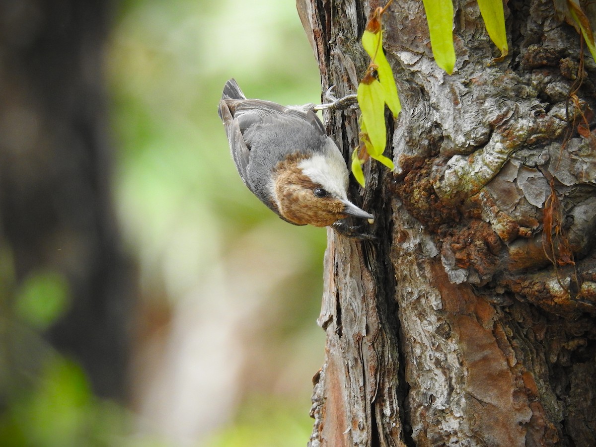 Brown-headed Nuthatch - ML618937139