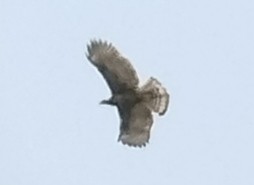Philippine Hawk-Eagle - ML618937145