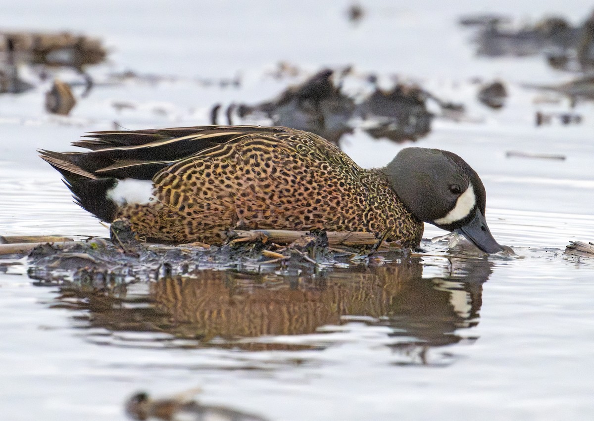 Blue-winged Teal - ML618937150