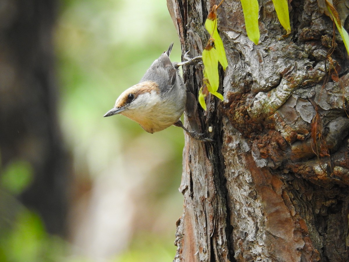 Brown-headed Nuthatch - ML618937154