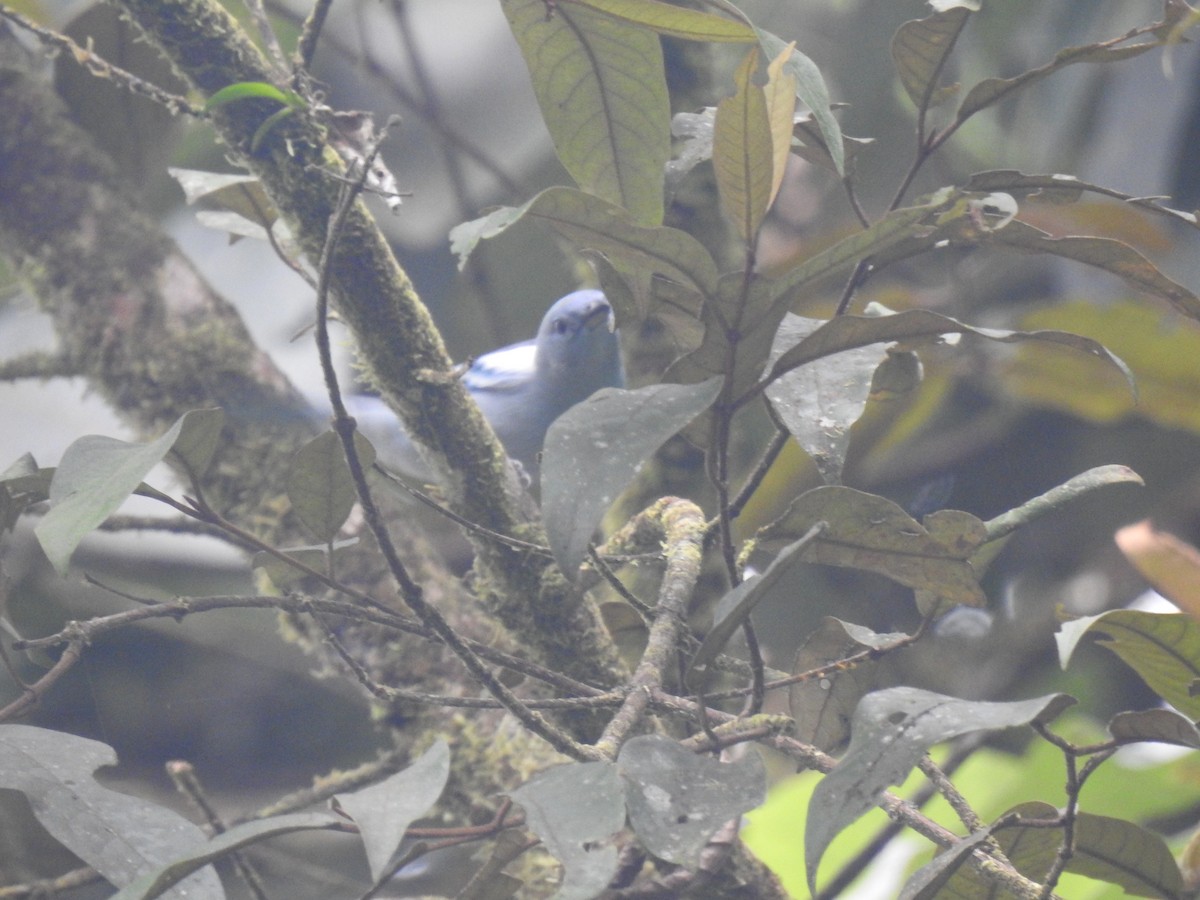 Blue-gray Tanager - ML618937158