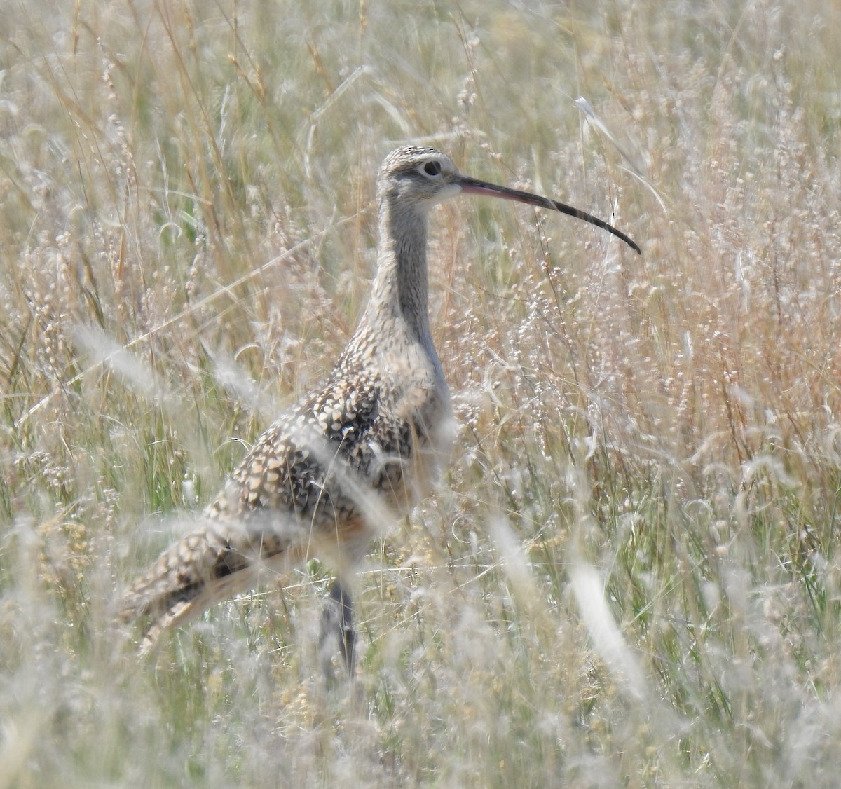 Long-billed Curlew - ML618937168