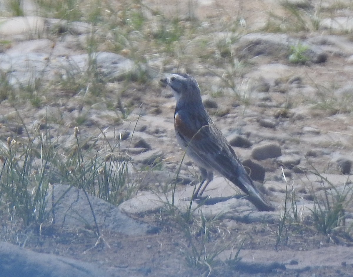 Thick-billed Longspur - ML618937189