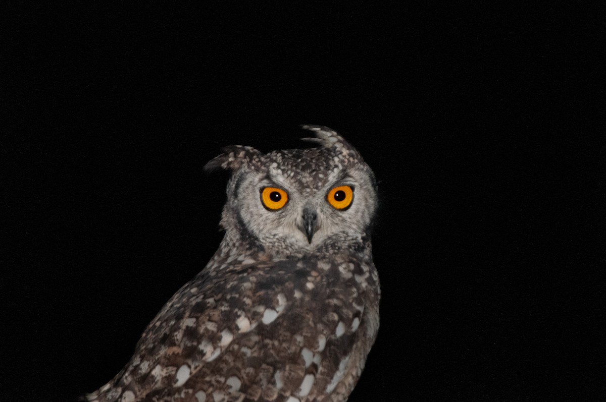 Spotted Eagle-Owl - Dominic More O’Ferrall