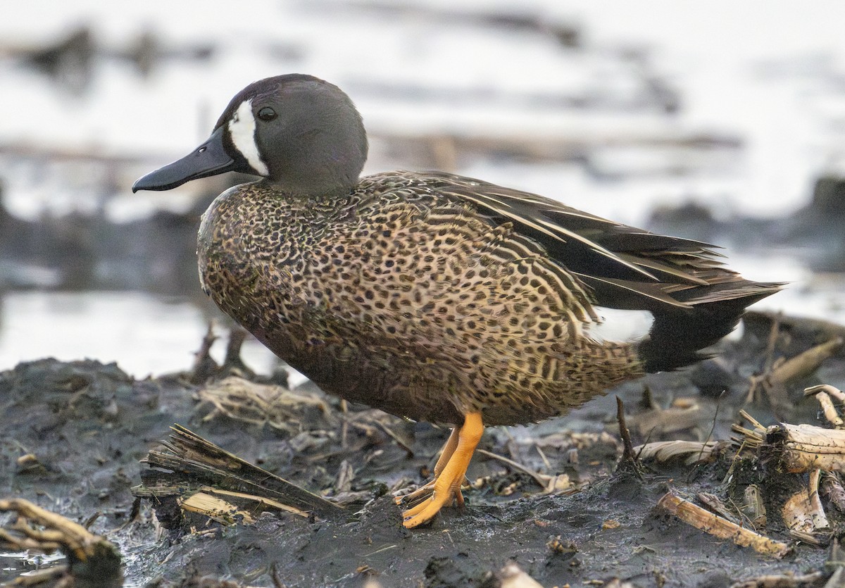 Blue-winged Teal - ML618937233