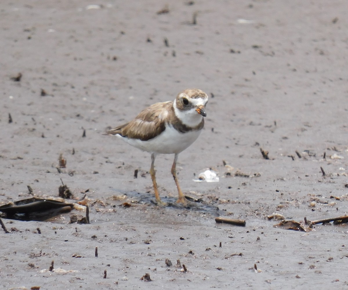Semipalmated Plover - ML618937234