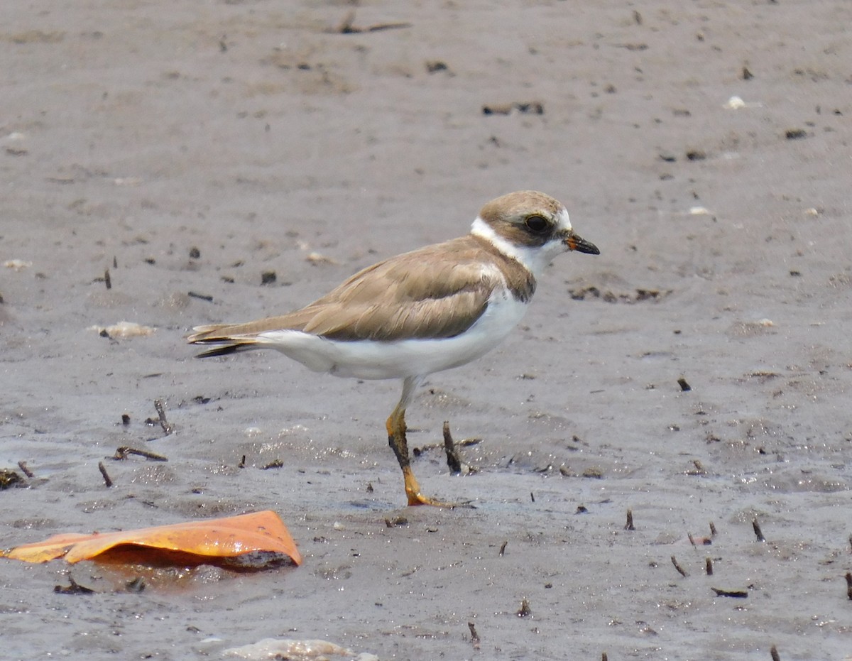 Semipalmated Plover - ML618937235