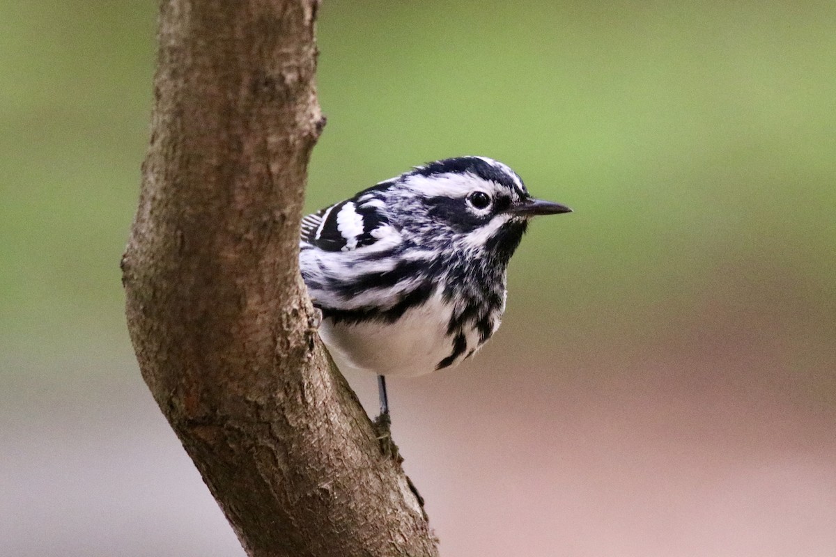 Black-and-white Warbler - Tristan Boyd