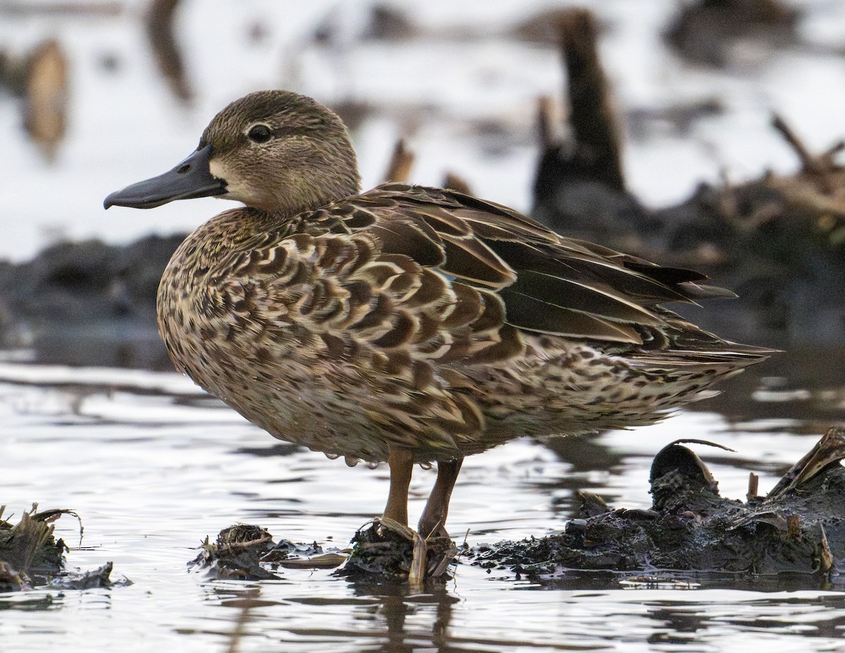 Blue-winged Teal - ML618937253