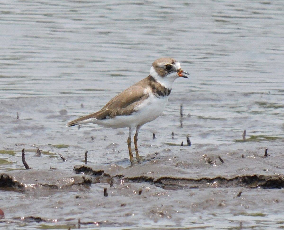 Semipalmated Plover - ML618937263