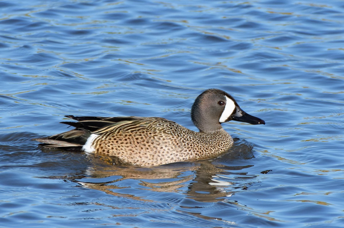 Blue-winged Teal - Gregg McClain
