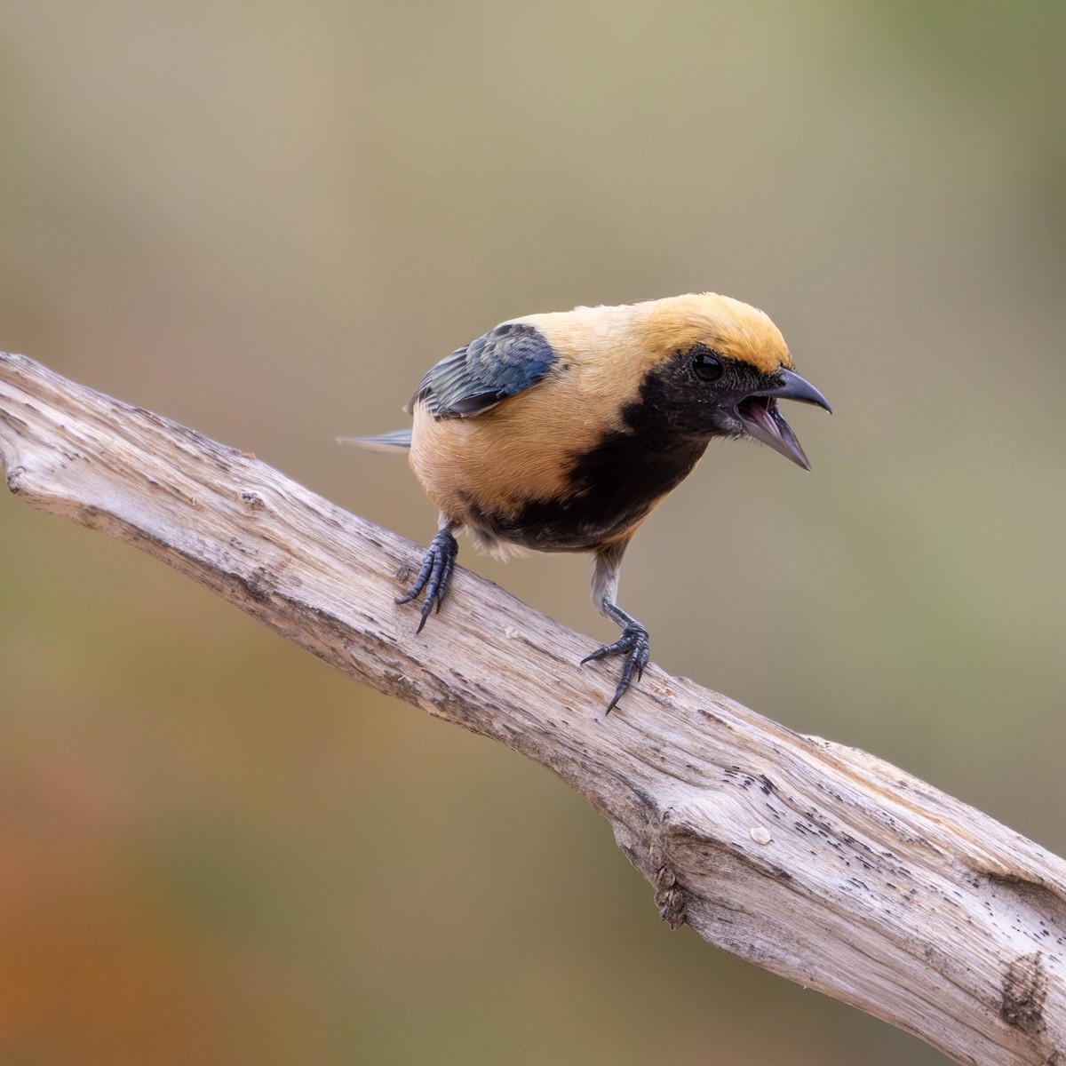 Burnished-buff Tanager - ML618937329