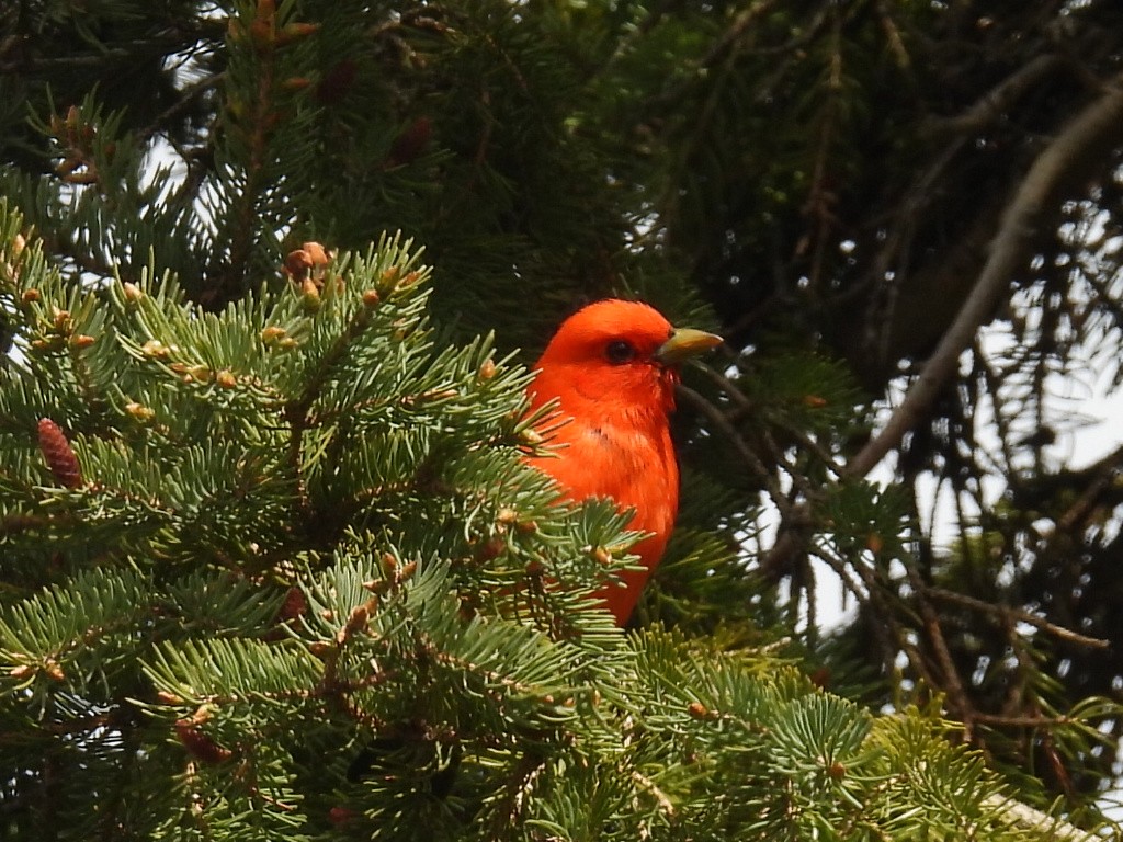 Scarlet Tanager - ML618937360