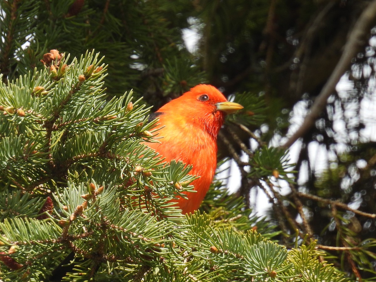 Scarlet Tanager - ML618937361