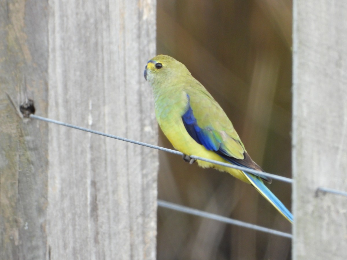 Blue-winged Parrot - ML618937386