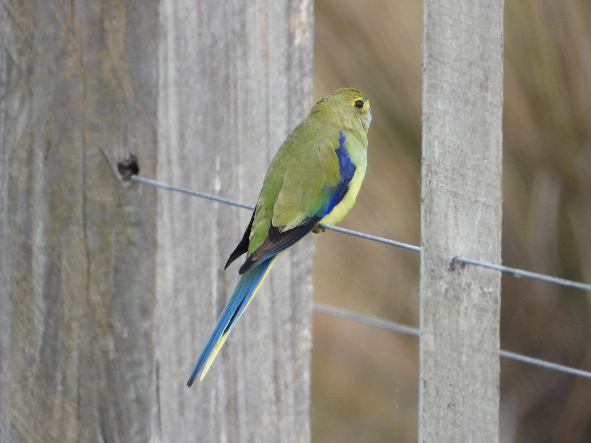 Blue-winged Parrot - ML618937461