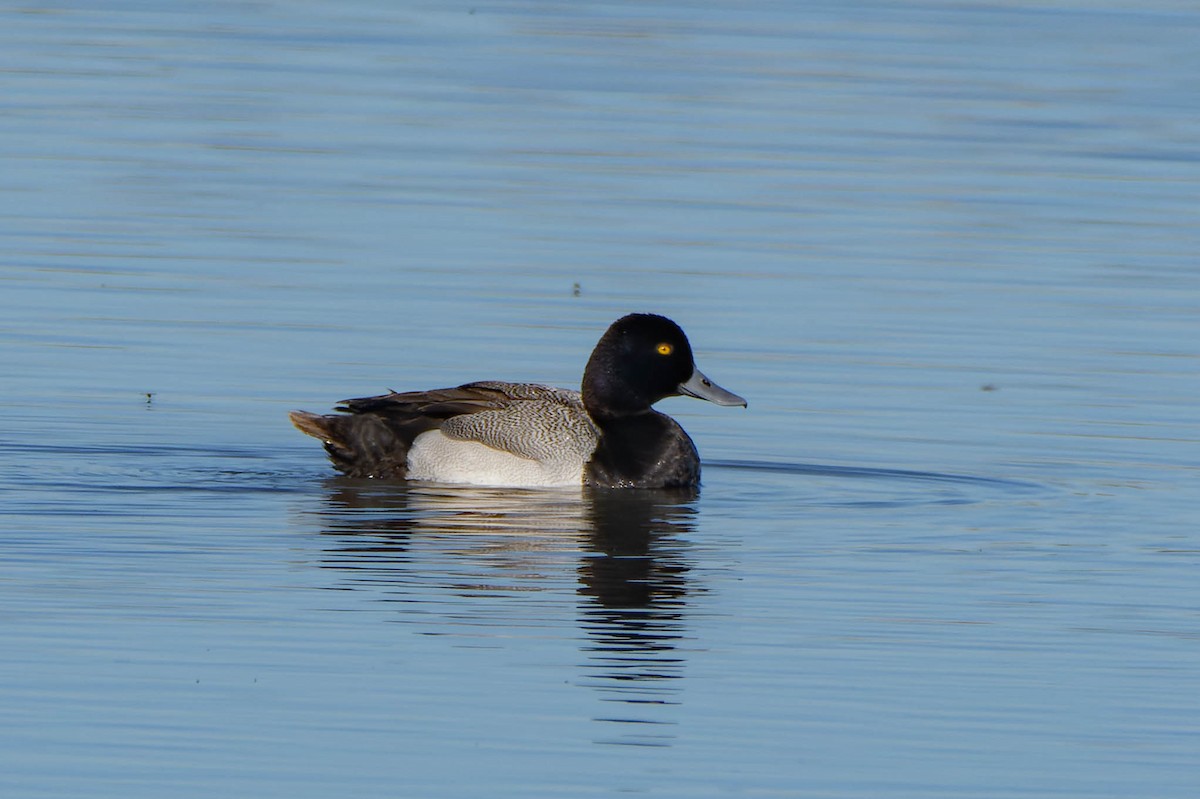 Greater Scaup - Gregg McClain