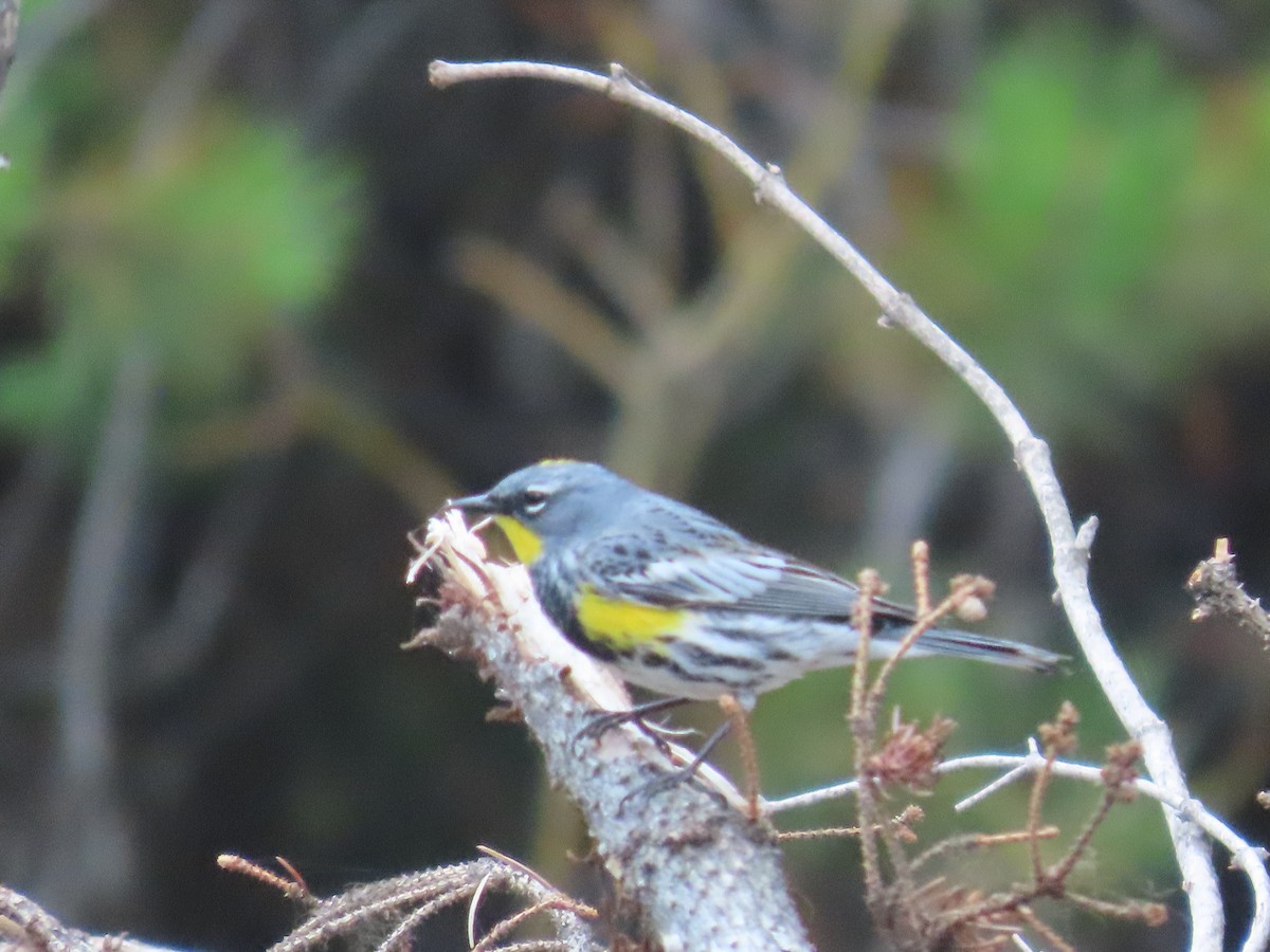 Yellow-rumped Warbler (Audubon's) - Mabel Bredahl