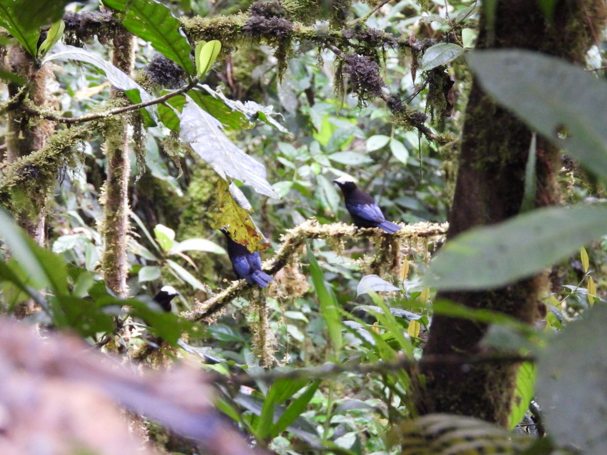 White-capped Tanager - ML618937536