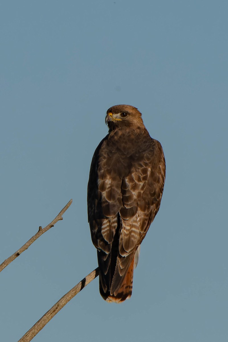 Red-tailed Hawk - ML618937632