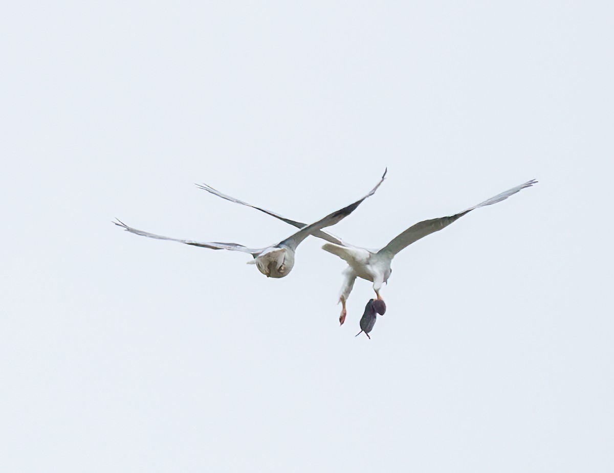 White-tailed Kite - Mary-Rose Hoang