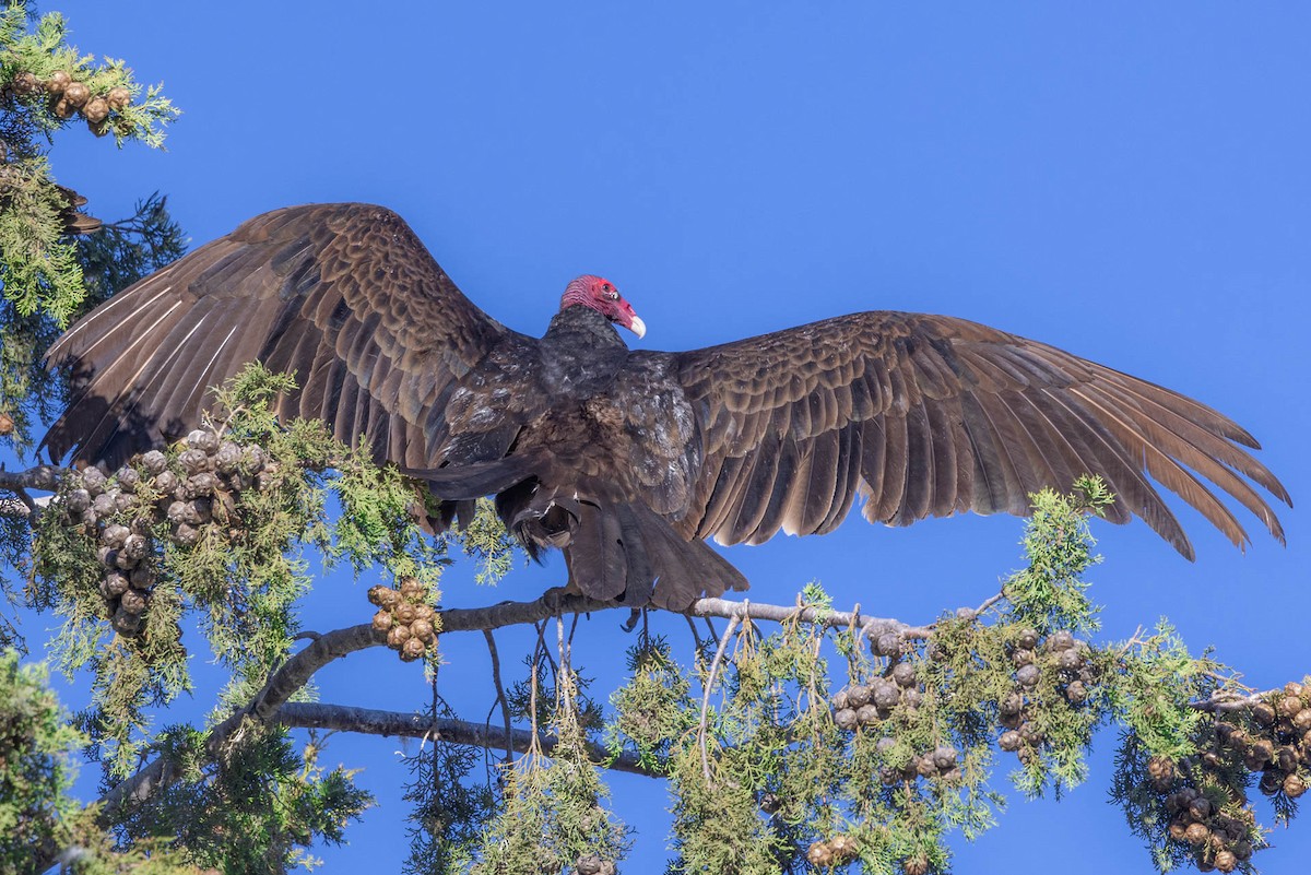 Turkey Vulture - Linda McNulty