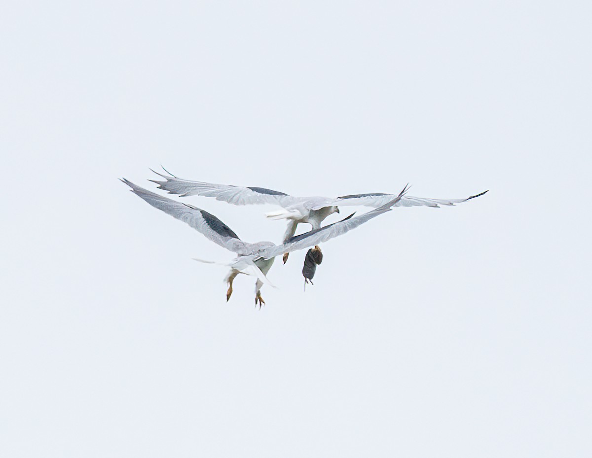 White-tailed Kite - Mary-Rose Hoang