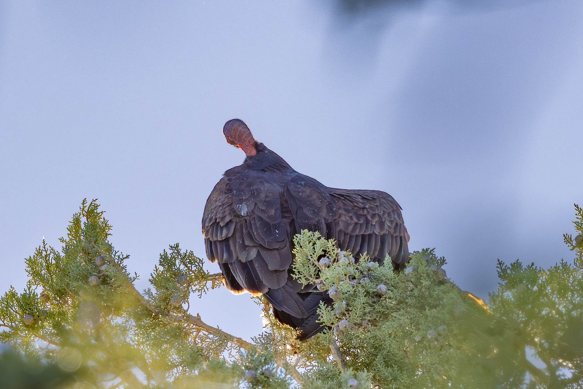 Turkey Vulture - Linda McNulty