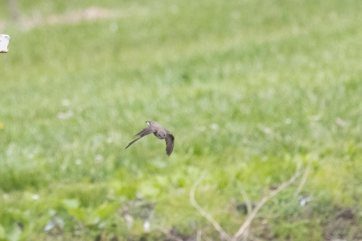 Northern Rough-winged Swallow - dan davis