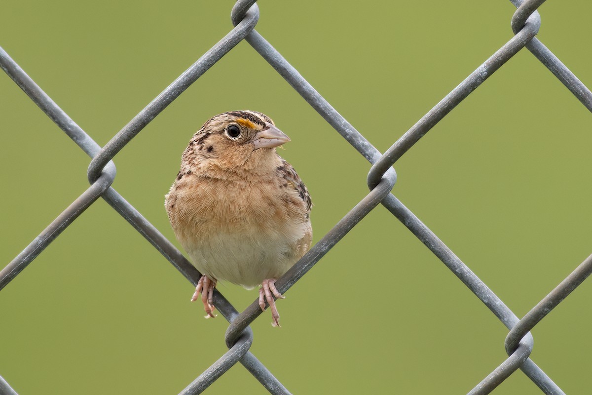 Grasshopper Sparrow - ML618937658