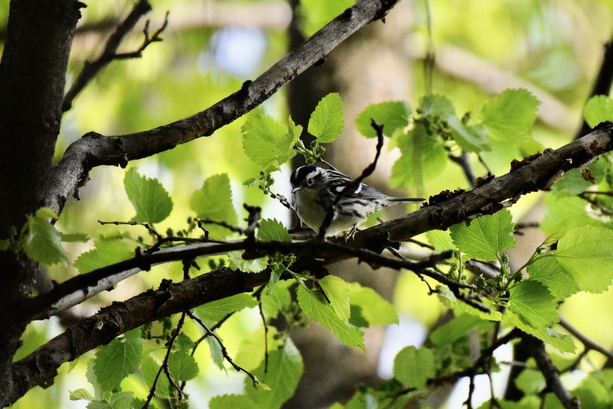 Black-and-white Warbler - ML618937696