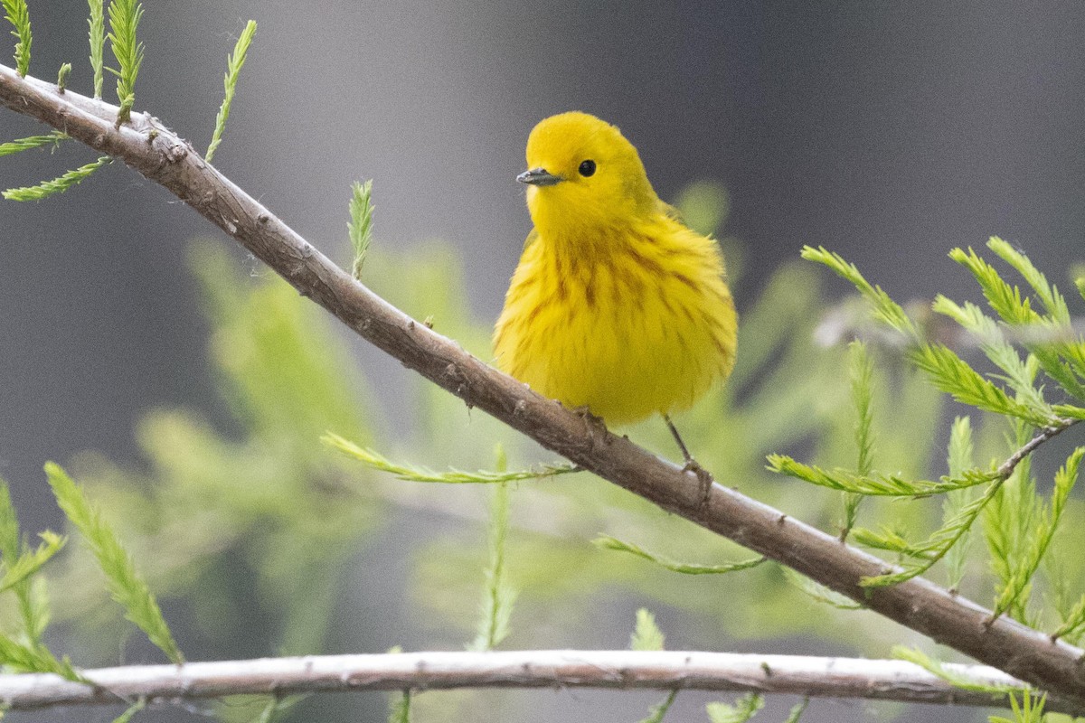 Yellow Warbler - dan davis
