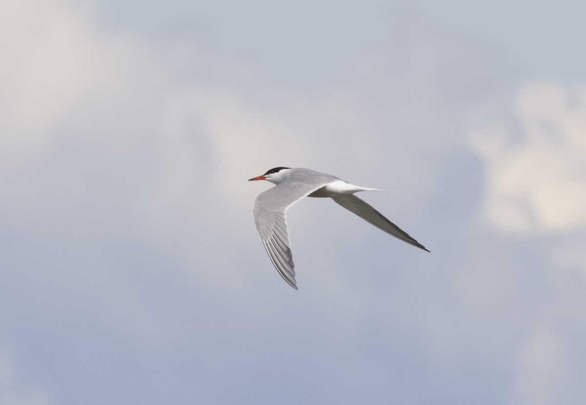 Common Tern - Learning Landon