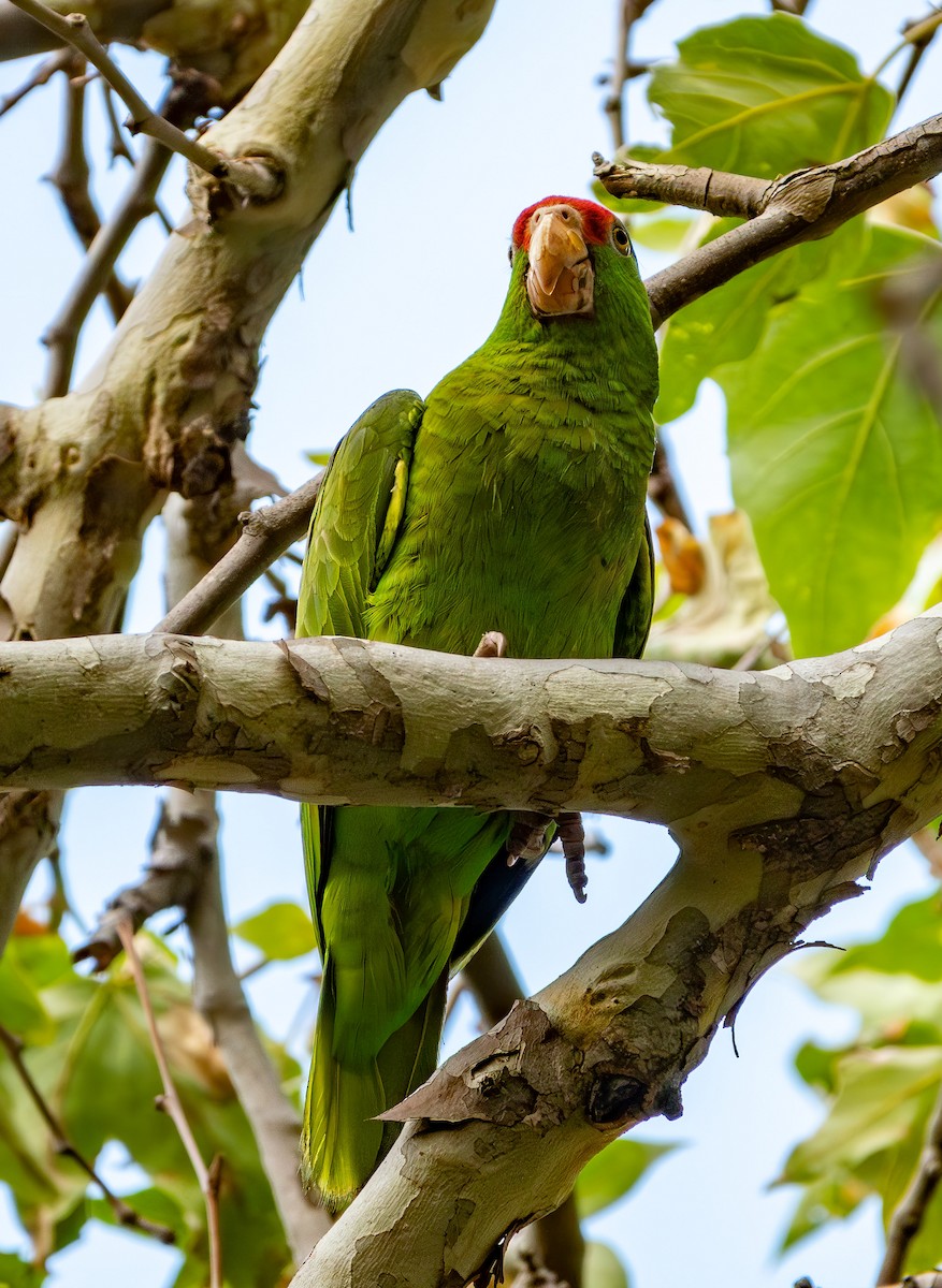 Red-crowned Parrot - ML618937738