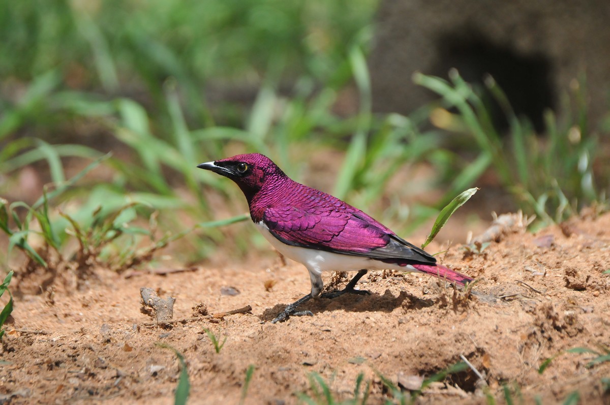 Violet-backed Starling - ML618937763