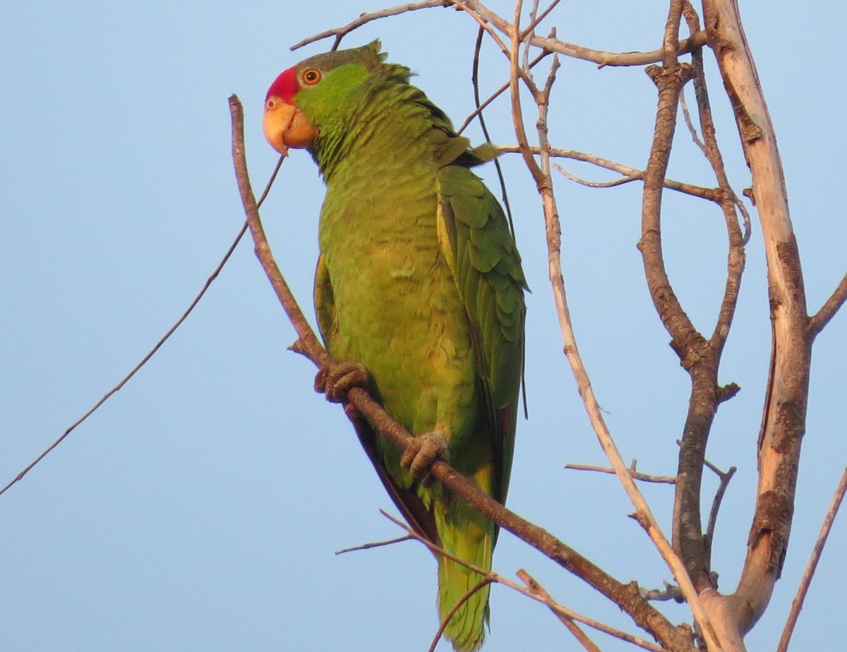 Red-crowned Parrot - ML618937766