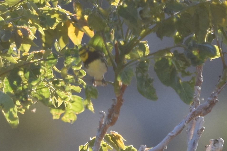 Black-throated Green Warbler - ML618937772
